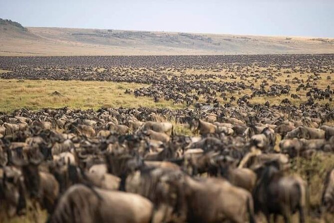 4 Days Enthralling Safaris in Kenya-lake Nakuru Masai Mara - Day 1 in Lake Nakuru: flamingos, rhinos, and serious bird life