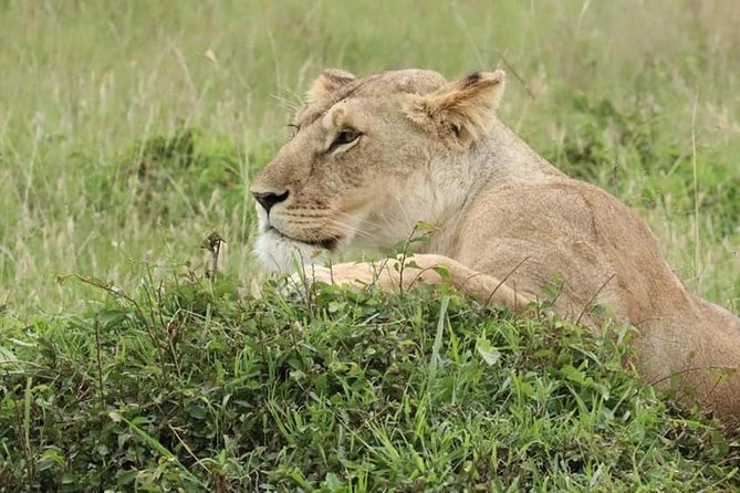 4 Days Enthralling Safaris in Kenya-lake Nakuru Masai Mara - Day 3 in the Mara: two game drives, balloon as an add-on, and a Maasai village option