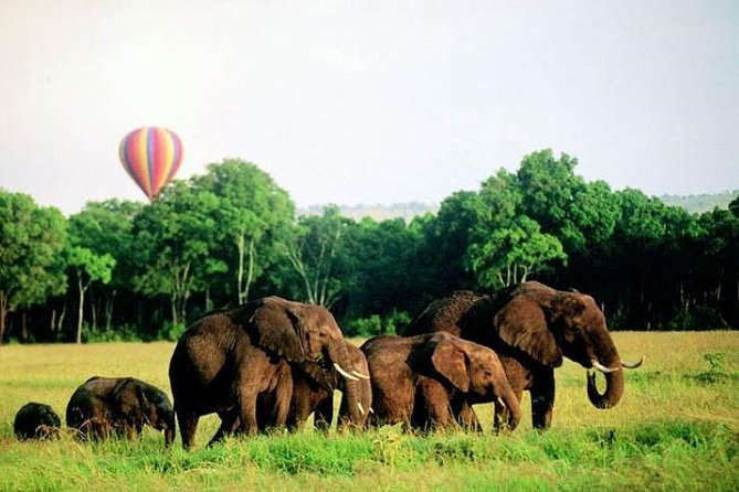 4 Days Enthralling Safaris in Kenya-lake Nakuru Masai Mara - Day 4 returns to Nairobi: early drive, breakfast, then time in the city