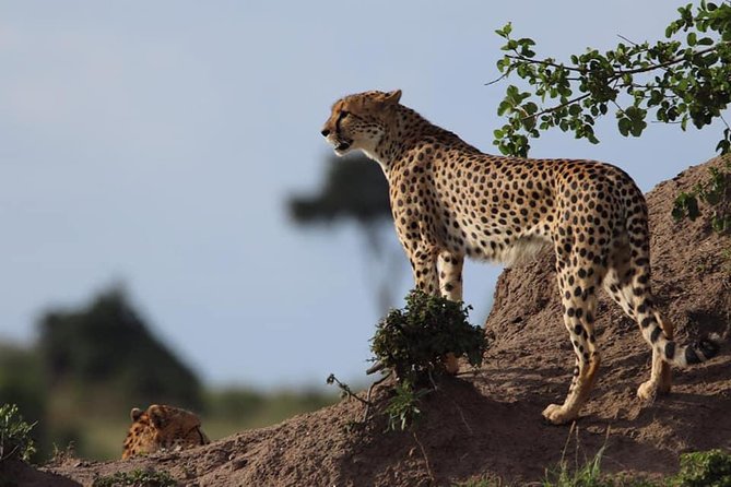 4 Days Enthralling Safaris in Kenya-lake Nakuru Masai Mara - Optional add-ons: balloon, boat, and the Maasai village visit