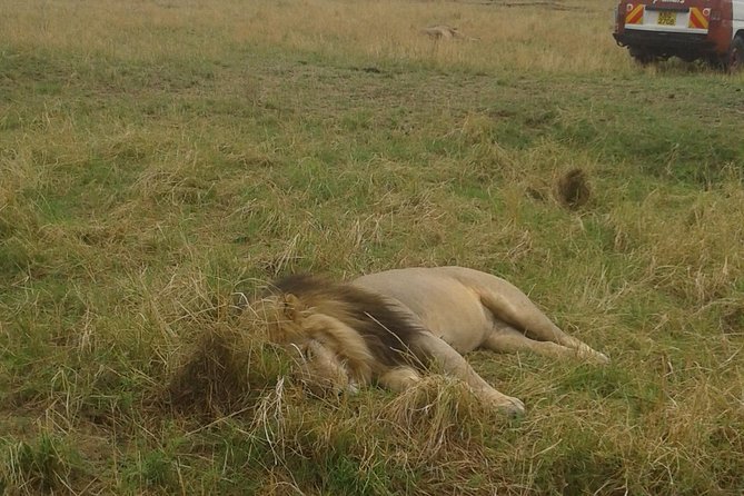 4 days group joining budget safari to Maasai Mara only - Why Maasai Mara works so well for a 4-day budget trip