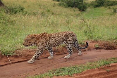 4 days group joining budget safari to Maasai Mara only