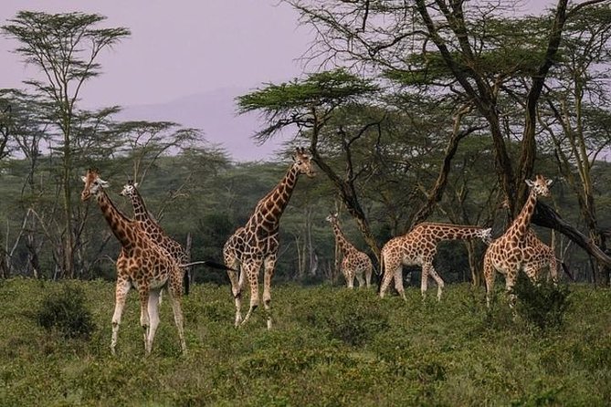 4 days group joining budget safari to Maasai Mara only - Day 3: another Big Five day, with continued picnic lunches