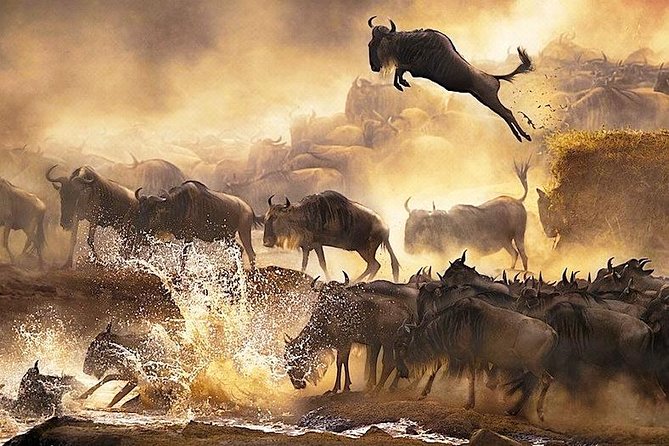 4 days group joining budget safari to Maasai Mara only - Day 4: short game drive, simple lunch, then back to Nairobi