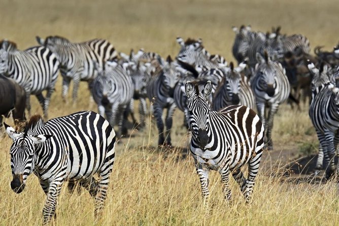 4 Days Group Joining Budget Safari To Masai Mara And Lake Nakuru National Park - Lake Nakuru Day 4: early departure for rhinos and flamingos