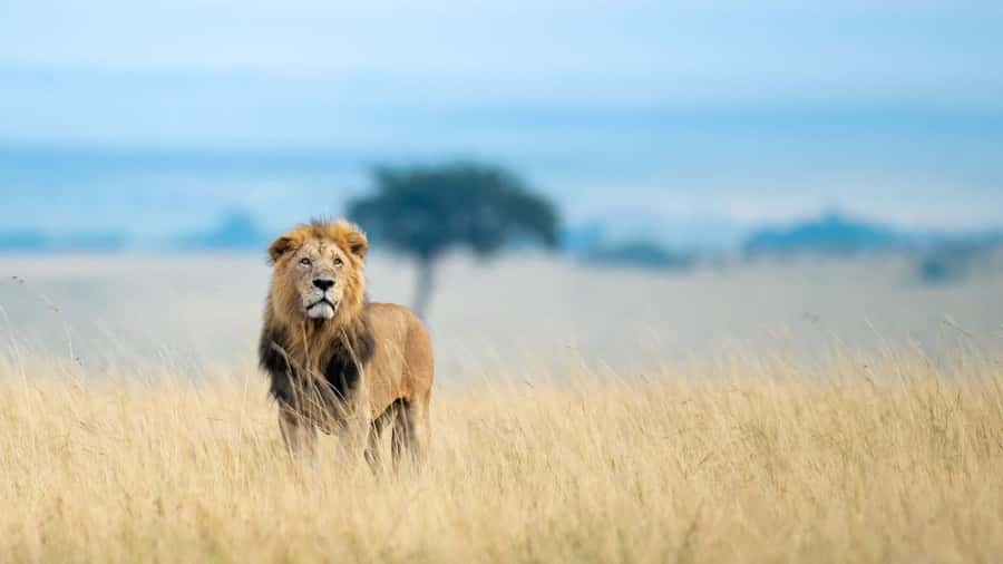 4 Days group safari in a safari van With no park fees - Key highlights to know before you go