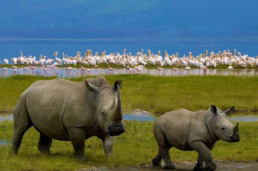 4 Days group safari in a safari van With no park fees - Day 2: Full-day Maasai Mara game drive, big cats, and Mara River time
