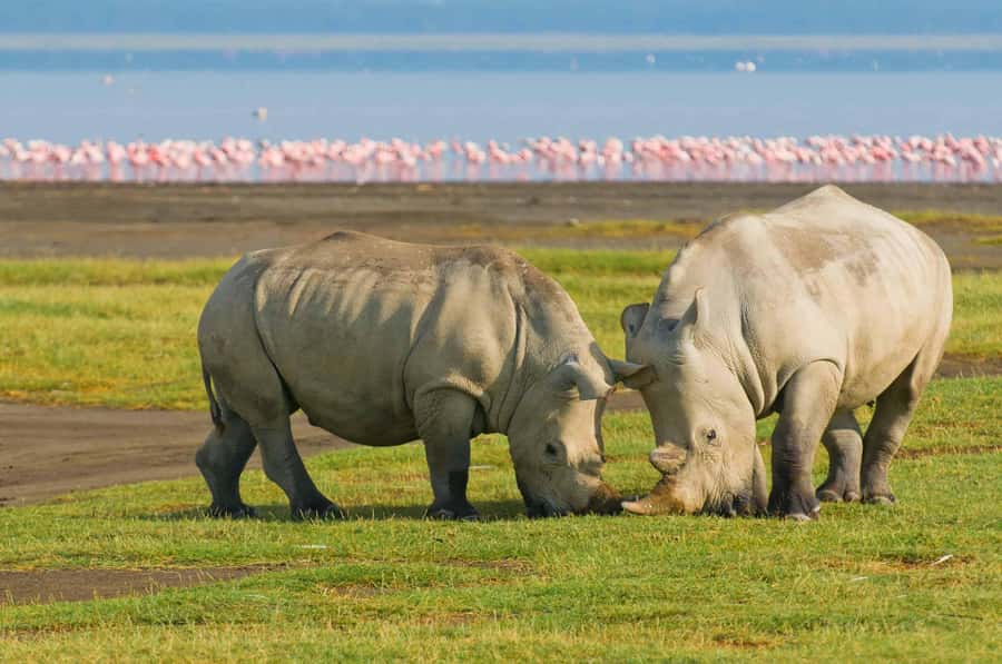 4 days Group safari in Masaai Mara and Lake Nakuru Park - Day 1: Nairobi to Maasai Mara, Rift Valley viewpoints and a sunset drive