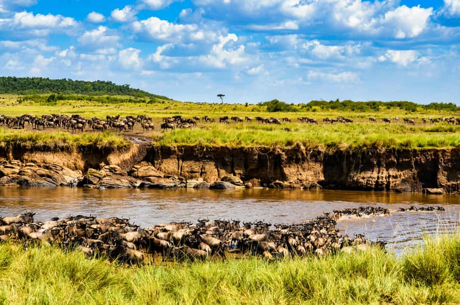 4 days Group safari in Masaai Mara and Lake Nakuru Park - Group size, guide quality, and timing you can plan around