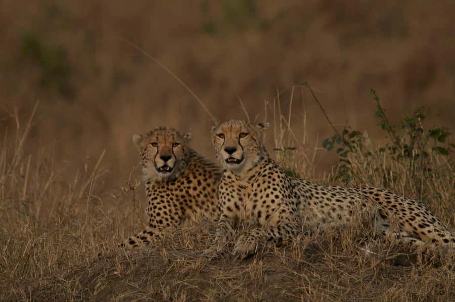 4 days Group safari in Masaai Mara and Lake Nakuru Park - Who should book this 4-day budget safari?