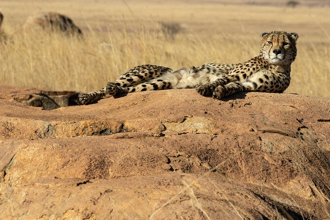 4 Days Lake Nakuru and Masai Mara Luxury Safari - Key highlights at a glance