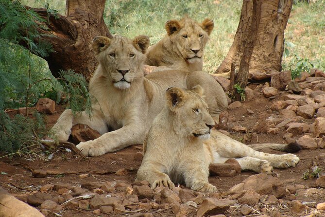 4 Days Lake Nakuru and Masai Mara Luxury Safari - Why Lake Nakuru and Masai Mara works so well in 4 days