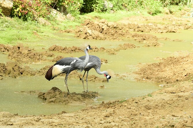 4 Days Lake Nakuru and Masai Mara Luxury Safari - Day 2 to Masai Mara: en-route wildlife, lodge check-in, and your first Mara drive