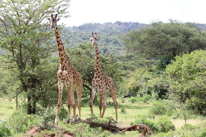 4 Days Lake Nakuru and Masai Mara Luxury Safari - Day 3 in the Masai Mara: long game drives, acacia lunch, and balloon safari options