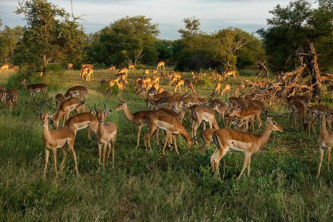 4 Days Lake Nakuru and Masai Mara Luxury Safari - Day 4 into Nairobi: a relaxed finish and Carnivore lunch