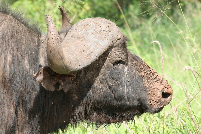4 Days Lake Nakuru and Masai Mara Luxury Safari - The safari vehicle and the pop-up roof advantage