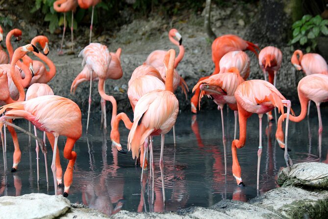 4 Days Lake Nakuru and Masai Mara Luxury Safari - Guides and service style: the difference between seeing animals and having a real safari