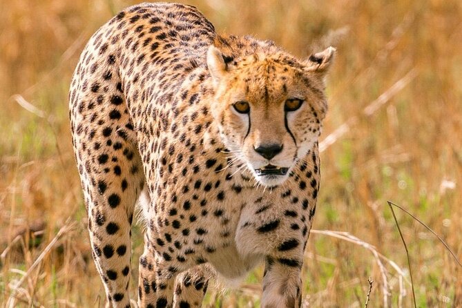 4 Days Landcruiser Safari to Masai Mara and Lake Nakuru - Key highlights you can bank on