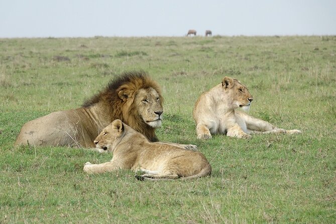 4 Days Landcruiser Safari to Masai Mara and Lake Nakuru - Day 1 Masai Mara: Lunch at Camp, Evening Sundowner Drives, and the Lenchada Overnight