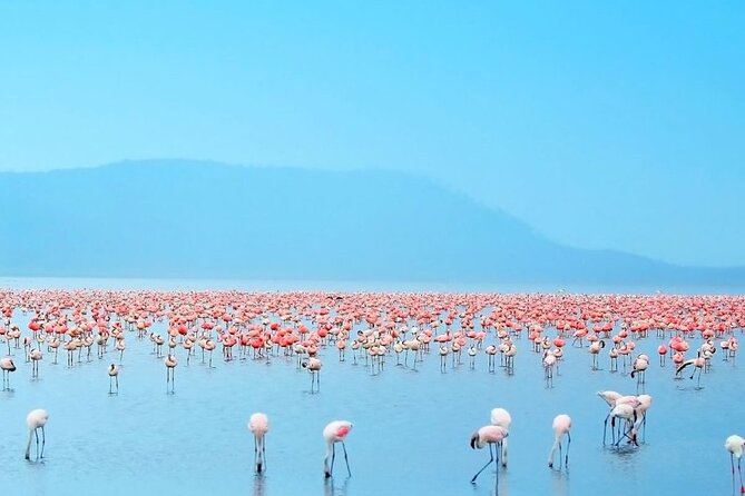4 Days Landcruiser Safari to Masai Mara and Lake Nakuru - Day 4 Early White Rhino Drive, Pink Flamingo Possibility, and the 3-Hour Trip Back to Nairobi