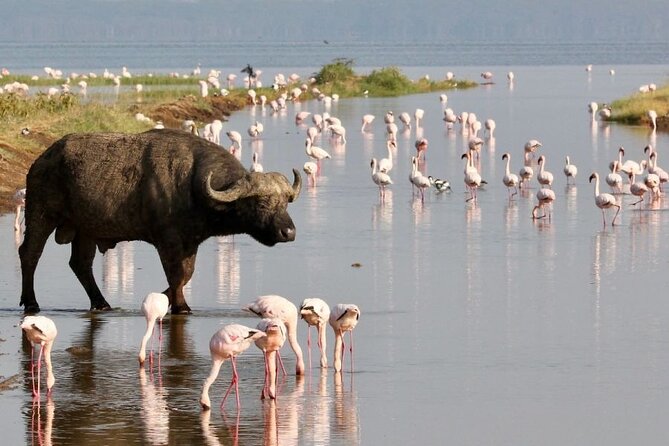 4 Days Landcruiser Safari to Masai Mara and Lake Nakuru - Why These Two Parks Fit Together (and What to Watch for)