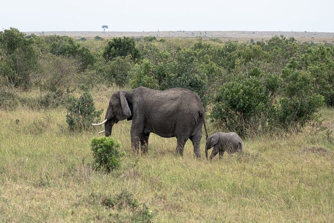 4 Days Landcruiser Safari to Masai Mara and Lake Nakuru - Your Guide Makes It Better: Punctual Drivers and the “Find the Animals” Advantage