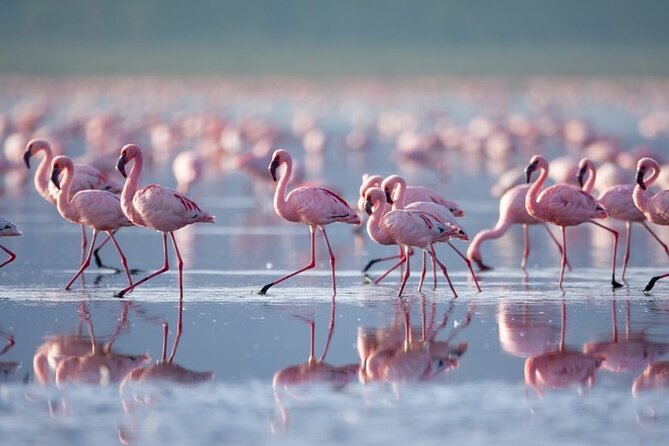 4 Days Landcruiser Safari to Masai Mara and Lake Nakuru - Day 2 Full-Force Masai Mara: Big Five Day, Picnic Lunch by Mara River, and the Maasai Village Option