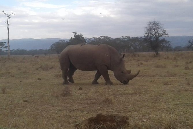 4 Days Maasai Mara and Lake Nakuru Unforgettable Safari - Why Maasai Mara and Lake Nakuru fits so well into 4 days