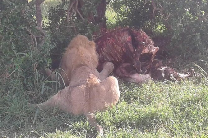 4 Days Maasai Mara and Lake Nakuru Unforgettable Safari - Day 2 in Maasai Mara: predator hunting, plus an optional Maasai village visit