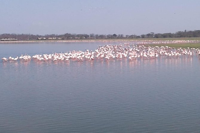 4 Days Maasai Mara and Lake Nakuru Unforgettable Safari - Day 3: Mara to Lake Nakuru, travel day plus a late evening arrival