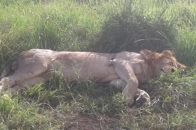 4 Days Maasai Mara and Lake Nakuru Unforgettable Safari - Day 4 in Lake Nakuru: early start for white rhinos and flamingo odds