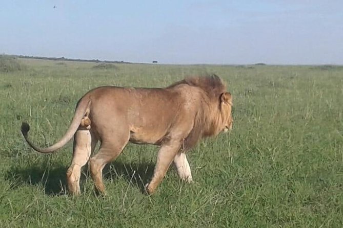 4 Days Maasai Mara and Lake Nakuru Unforgettable Safari - Lodges, meals, and staying sane during long park days