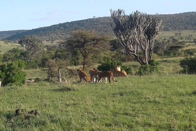 4 Days Maasai Mara and Lake Nakuru Unforgettable Safari - Price, what is included, and what you should budget extra for