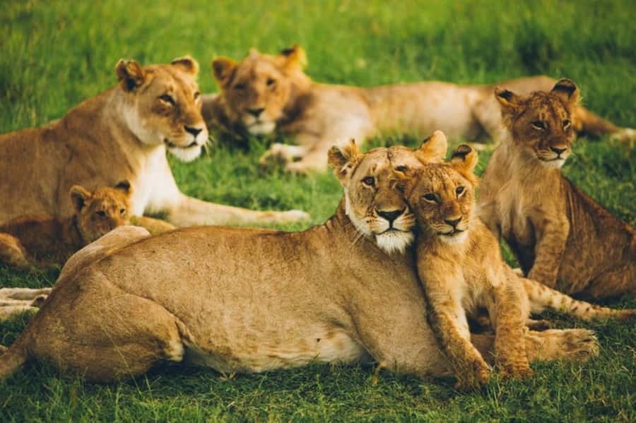 4 DAYS MAASAI MARA GROUP SAFARI: (WITH MARA PARK FEES) - 4WD - Key things that make this safari work
