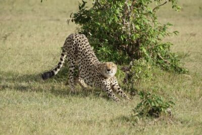 4 DAYS MAASAI MARA GROUP SAFARI: (WITH MARA PARK FEES) – 4WD