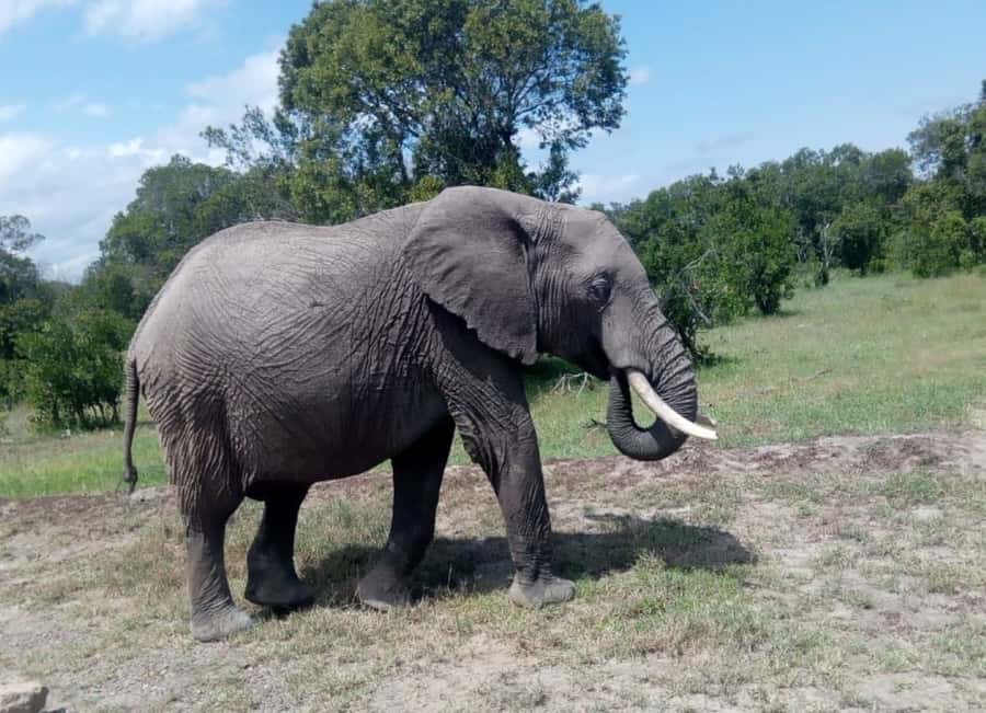 4 DAYS MAASAI MARA GROUP SAFARI: (WITH MARA PARK FEES) - 4WD - Maasai village visit option on day four: culture time, extra cost, clear planning