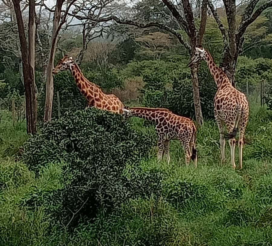 4 DAYS MAASAI MARA GROUP SAFARI: (WITH MARA PARK FEES) - 4WD - Price and value: does $750 feel fair?