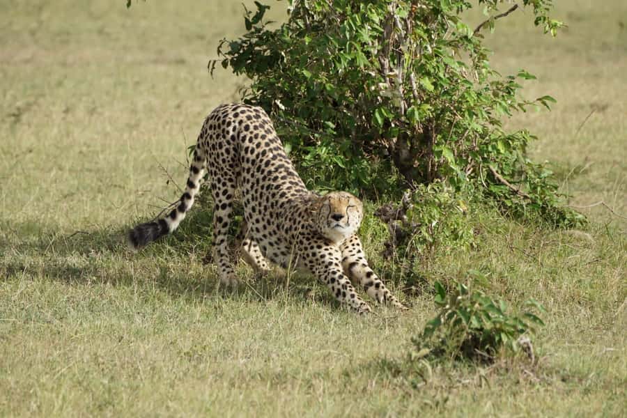 4 DAYS MAASAI MARA GROUP SAFARI: (WITH MARA PARK FEES) - 4WD - Nairobi to Maasai Mara: the Rift Valley viewpoint day-one start