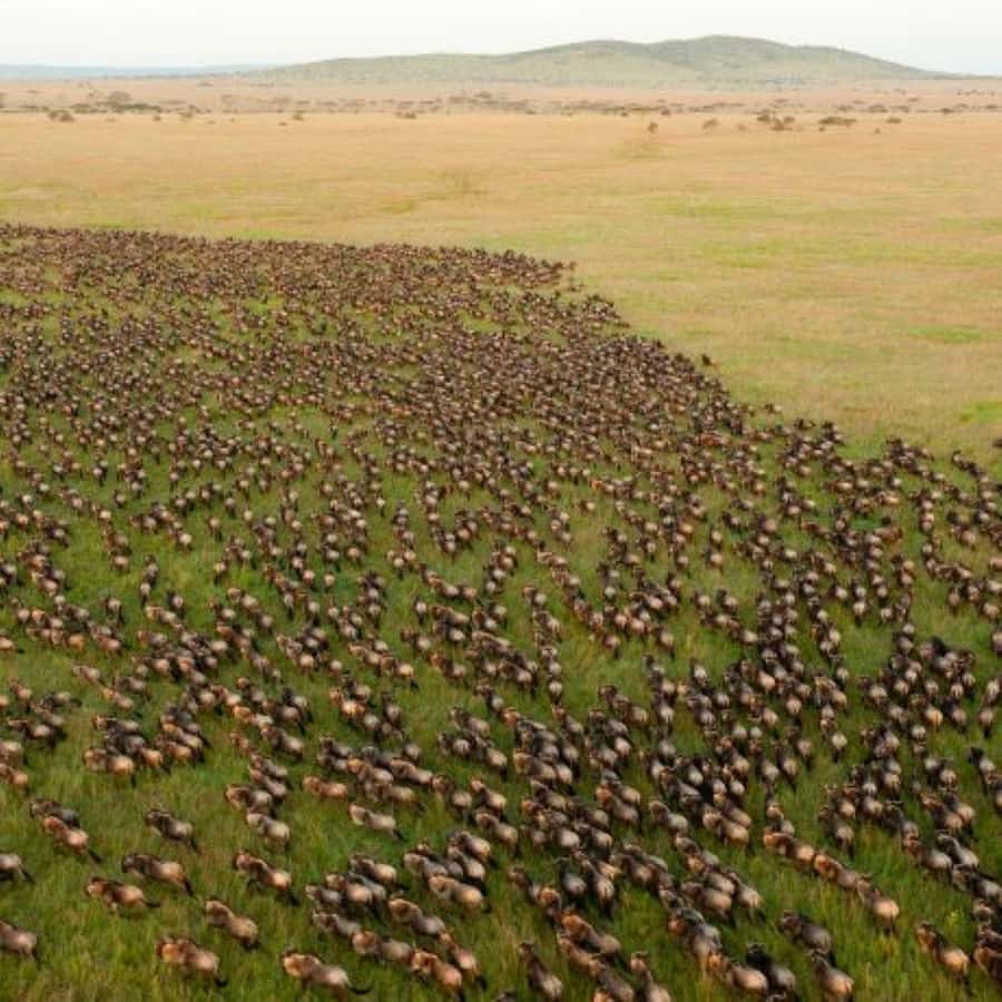 4 DAYS MAASAI MARA & LAKE NAKURU SMALL GROUP SAFARI BY 4WD - Key Reasons This Safari Gets Strong Marks