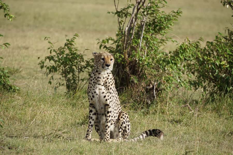 4 DAYS MAASAI MARA & LAKE NAKURU SMALL GROUP SAFARI BY 4WD - Day 1 Nairobi to Maasai Mara: Rift Valley Views and a First Wildlife Drive