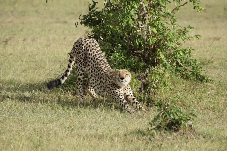 4 DAYS MAASAI MARA & LAKE NAKURU SMALL GROUP SAFARI BY 4WD - The 4WD Pop-Roof Jeep: Comfort, Visibility, and Why It Matters for Scanning