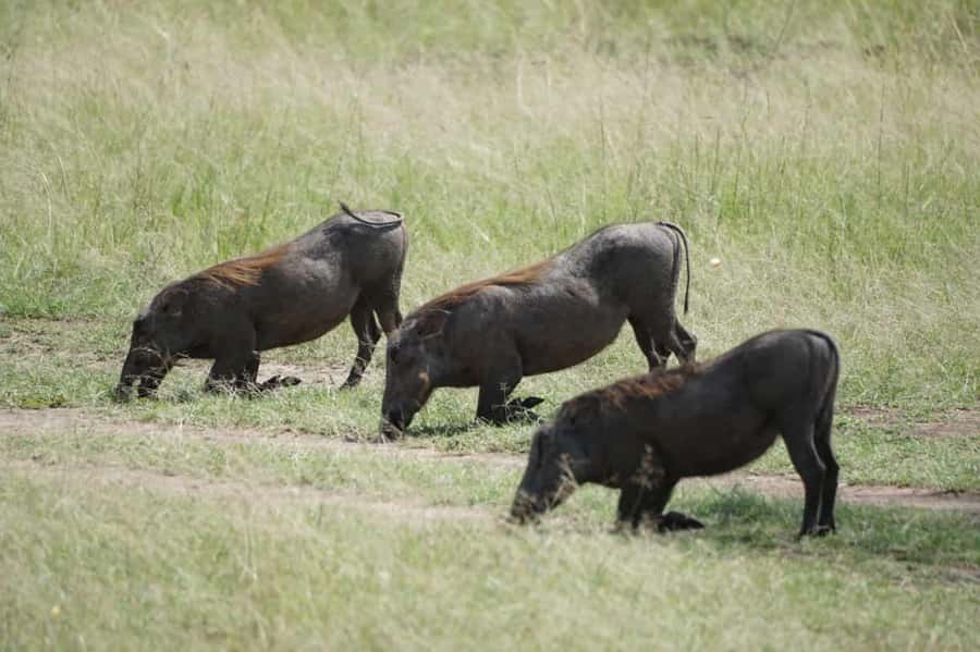 4 DAYS MAASAI MARA NATIONAL RESERVE GROUP SAFARI- 4WD - Key safari highlights to notice before you book