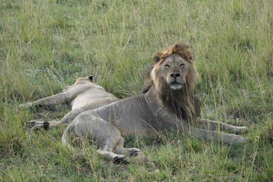 4 DAYS MAASAI MARA NATIONAL RESERVE GROUP SAFARI- 4WD - Daily-departure Mara safari in a pop-roof 4x4, why it feels efficient