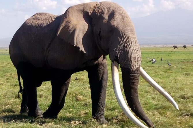 4 Days - Majestic Maasai Mara and Lake Nakuru Safari - Maasai Mara Meets Lake Nakuru: The Wildlife Switch-Up You Came For