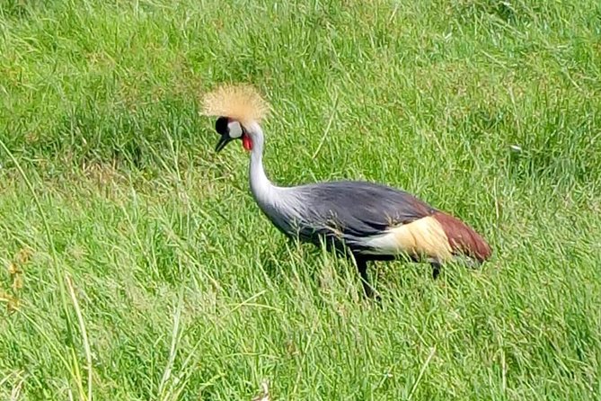 4 Days - Majestic Maasai Mara and Lake Nakuru Safari - Day 2 in Maasai Mara: Big Five Search, Mara River Picnics, and Migration Action