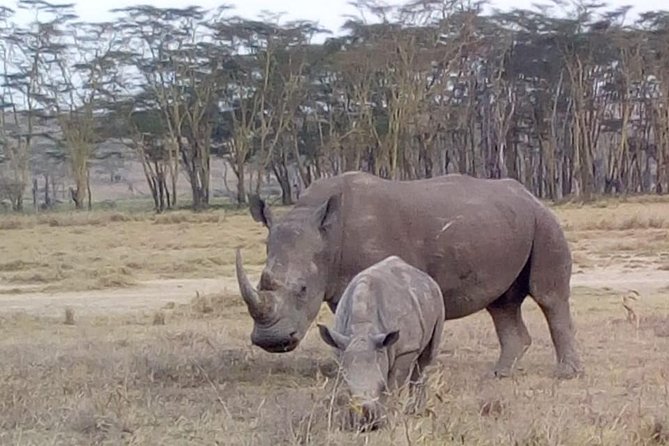 4 Days - Majestic Maasai Mara and Lake Nakuru Safari - Day 3: Early Mara Drive, Breakfast, Then the Transfer to Lake Nakuru