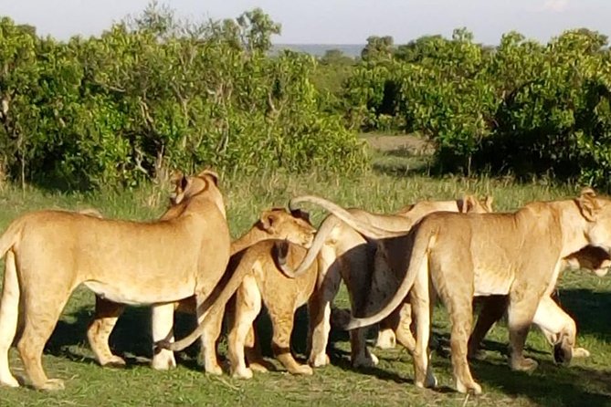 4 Days - Majestic Maasai Mara and Lake Nakuru Safari - Day 4: Lake Nakuru Rhino Chances, 3-Hour Game Drive, Then Back to Nairobi
