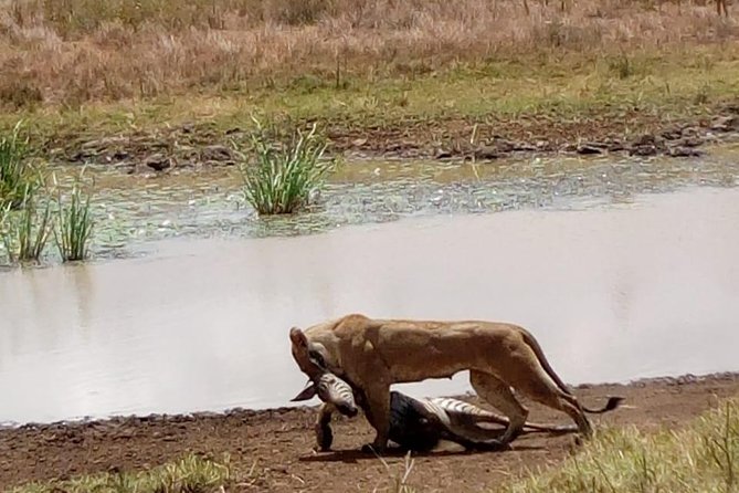 4 Days - Majestic Maasai Mara and Lake Nakuru Safari - Guide, Van Setup, and Why the Human Factor Matters