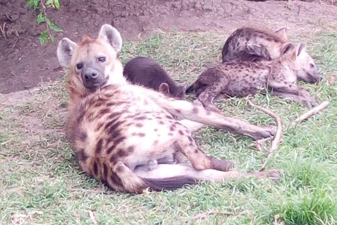 4 Days - Majestic Maasai Mara and Lake Nakuru Safari - Meals, Comfort, and the Small Choices That Save Big Time