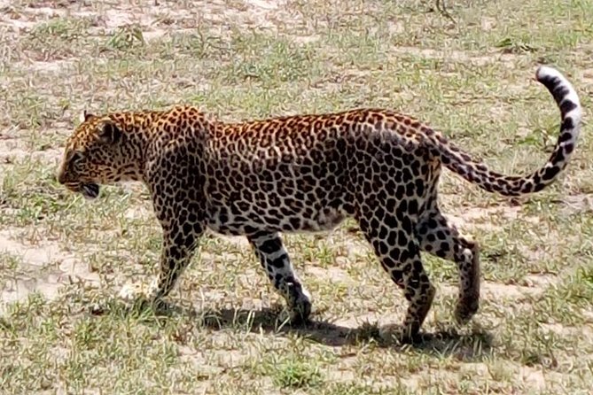4 Days - Majestic Maasai Mara and Lake Nakuru Safari - Day 1: Nairobi Pickup, Great Rift Valley Viewpoints, and Mara Game Drive